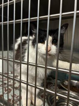 Betty -  Domestic Long Hair Cat for Adoption in Murphy, Texas - Betty | PetCurious