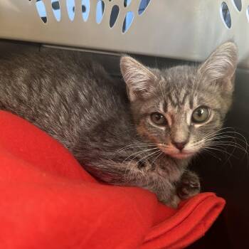 Ashley -  Domestic Short Hair Cat for Adoption in Hemet, California - Ashley | PetCurious