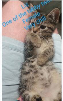 Rescue Domestic Short Hair Cats for Adoption in Evans, Georgia - Liz | PetCurious