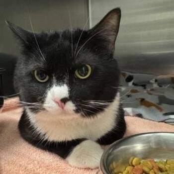 Domestic Short Hair Cats Available for Adoption in Worcester, Massachusetts - Cookie | PetCurious