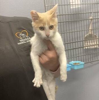 Rescue Domestic Short Hair Cats for Adoption in Nevada, Missouri - Tito | PetCurious