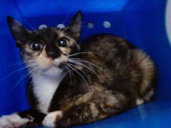 KEY LIME -  Domestic Short Hair Cat for Adoption in Orlando, Florida - KEY LIME | PetCurious