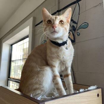 Rudy -  Domestic Short Hair Cat for Adoption in Laredo, Texas - Rudy | PetCurious