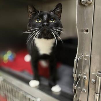 Rescue Domestic Short Hair Cats for Adoption - Colson (FIV+) | PetCurious