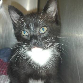 Skua -  Domestic Short Hair Cat for Adoption in Valley, Alabama - Skua | PetCurious