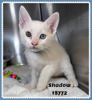 Domestic Short Hair Cats Available for Adoption in Marietta, Georgia - SHADOW | PetCurious