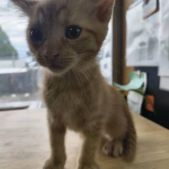 Dean -  Domestic Short Hair Cat Available for Adoption in Moses Lake, Washington - Dean | PetCurious