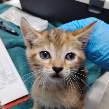 Fancy -  Domestic Short Hair Cat for Adoption in Summerville, South Carolina - Fancy | PetCurious
