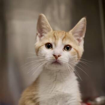 Greenie -  Domestic Short Hair Cat for Adoption in Briarcliff Manor, New York - Greenie | PetCurious