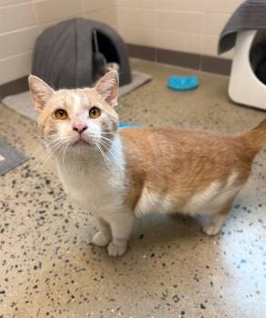 Domestic Short Hair Cats Available for Adoption in Leesburg, Virginia - BANANARAMA | PetCurious
