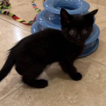 Nori (Saturday 3) -  Domestic Short Hair Cat for Adoption in Goleta, California - Nori (Saturday 3) | PetCurious