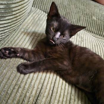 KYO -  Domestic Short Hair Cat for Adoption in Olmos Park, Texas - KYO | PetCurious