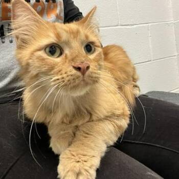 Breadbowl -  Domestic Long Hair Cat for Adoption in Dayton, Ohio - Breadbowl | PetCurious