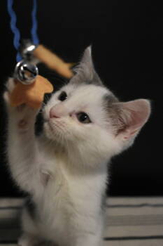 Rescue Domestic Short Hair Cats for Adoption in Buford, Georgia - Harmony | PetCurious