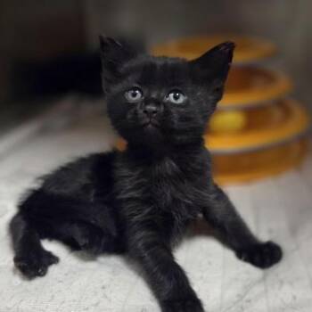 South -  Domestic Short Hair Cat for Adoption in Westland, Michigan - South | PetCurious