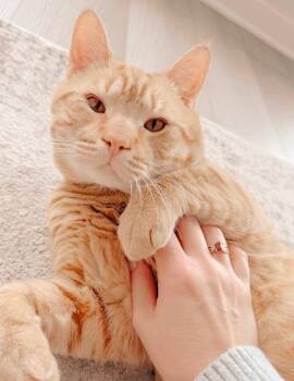 Tabby Cats Available for Adoption in Philadelphia, Pennsylvania - Bubba | PetCurious