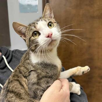 Rescue Domestic Short Hair Cats for Adoption in Barbourville, Kentucky - Leo | PetCurious