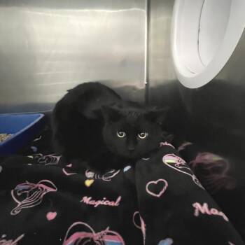 Domestic Short Hair Cats Available for Adoption in Idaho Falls, Idaho - Vladimir | PetCurious