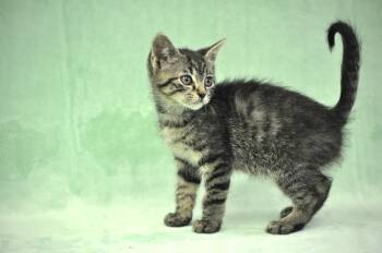 Remus -  Domestic Short Hair Cat Available for Adoption in Union Gap, Washington - Remus | PetCurious