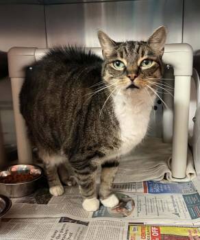 Rescue Domestic Short Hair Cats for Adoption in Toronto, Ontario - Meesha | PetCurious