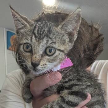 Mollie -  Domestic Short Hair Cat for Adoption in Anderson, Texas - Mollie | PetCurious