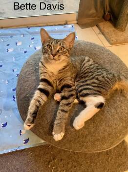 Rescue Tabby and Tuxedo Cats for Adoption in Lucas, Texas - Bette Davis | PetCurious