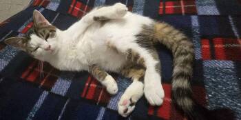 Domestic Short Hair Cats Available for Adoption - Frosty | PetCurious