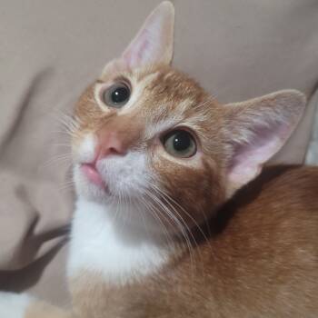 Rescue Domestic Short Hair Cats for Adoption in Los Angeles, California - Cal | PetCurious