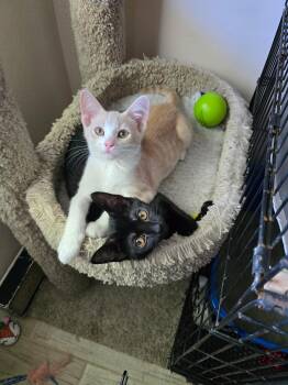 Remy & Molly -  Domestic Short Hair Cat for Adoption in Pompano Beach, Florida - Remy & Molly | PetCurious