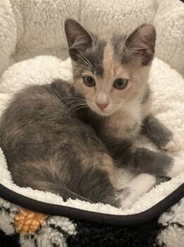 Rescue Domestic Short Hair Cats for Adoption in Dallas, Texas - Jelly Jelly Bean NC | PetCurious