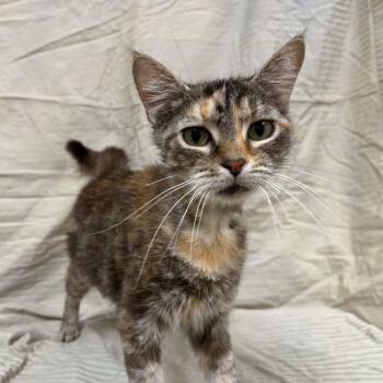 Celestine -  Domestic Short Hair Cat for Adoption in Lyndhurst, Virginia - Celestine | PetCurious