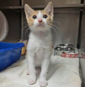 Auggie -  Domestic Short Hair Cat for Adoption in Plover, Wisconsin - Auggie | PetCurious