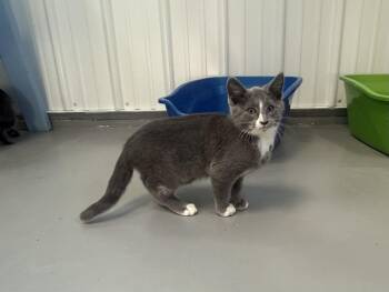American Shorthair Cats Available for Adoption in Big Rapids, Michigan - Lilly | PetCurious