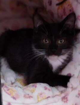 Tito * IN FOSTER * -  Domestic Short Hair Cat for Adoption in South Bend, Indiana - Tito * IN FOSTER * | PetCurious
