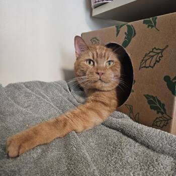 Freddy -  Domestic Short Hair Cat for Adoption in Fairport, New York - Freddy | PetCurious