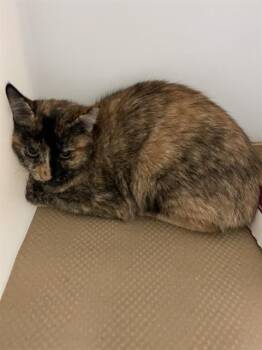 Domestic Short Hair Cats Available for Adoption in Palmetto, Florida - A135356 | PetCurious