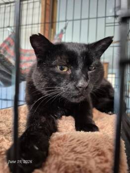 BB -  Domestic Short Hair Cat for Adoption in Thompson Falls, Montana - BB | PetCurious