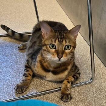 Scooch -  Bengal and Domestic Short Hair Cat for Adoption in Attleboro, Massachusetts - Scooch | PetCurious