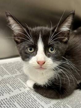 Bruce -  Domestic Short Hair Cat for Adoption in Wichita, Kansas - Bruce | PetCurious