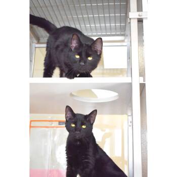 Domestic Short Hair Cats Available for Adoption - Thumbs And Fortnite | PetCurious