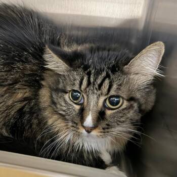 Max -  Domestic Medium Hair Cat for Adoption in Las Vegas, Nevada - Max | PetCurious