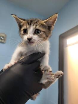 Domestic Short Hair Cats Available for Adoption in Lawrenceville, Georgia - Pen If 4 Nancy | PetCurious
