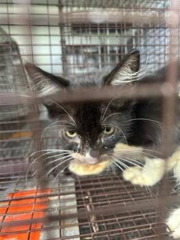 A660437 -  Domestic Short Hair Cat for Adoption in Houston, Texas - A660437 | PetCurious