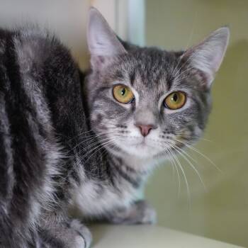 Rescue Domestic Short Hair Cats for Adoption - Amanda | PetCurious