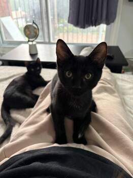 Lennon -  Domestic Short Hair Cat for Adoption in Cambridge, Ontario - Lennon | PetCurious