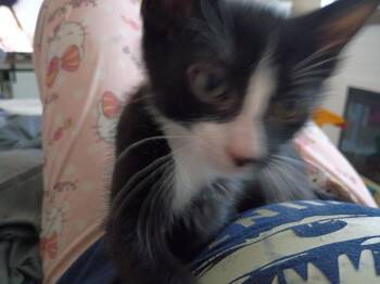 Kit 3 Pipsqueak -  Domestic Short Hair Cat for Adoption in Diamond Springs, California - Kit 3 Pipsqueak | PetCurious