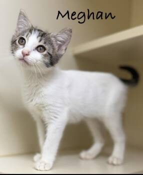 Meghan -  Domestic Short Hair Cat for Adoption in Pawleys Island, South Carolina - Meghan | PetCurious