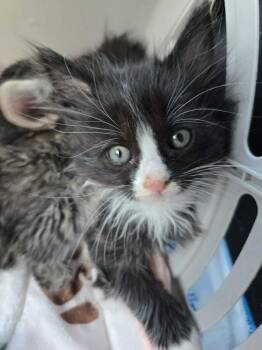 Domestic Medium Hair Cats Available for Adoption in Salinas, California - Rex | PetCurious