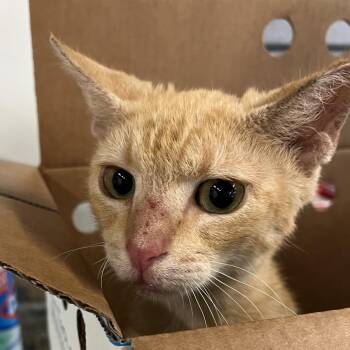Pele -  Domestic Short Hair Cat for Adoption in Tampa, Florida - Pele | PetCurious