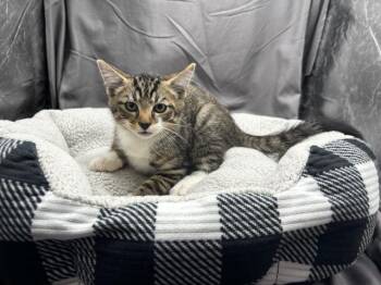 A121885 -  Domestic Short Hair Cat for Adoption in Grovetown, Georgia - A121885 | PetCurious